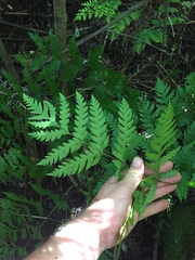 Pteris carsei
