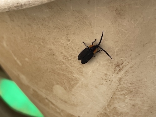 photo of Firefly Beetles (Lampyridae)