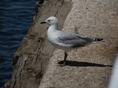 Chroicocephalus hartlaubii