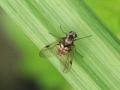 Chrysopilus cristatus