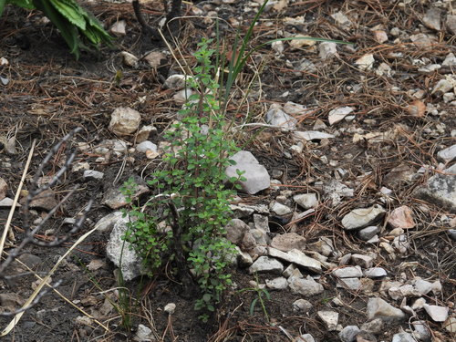 Poliomintha longiflora, photograph 2