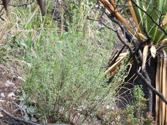 Poliomintha longiflora, photograph (c) Leticia Jiménez Hernández, some rights reserved (CC BY-SA)