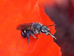 Lasioglossum sexnotatum