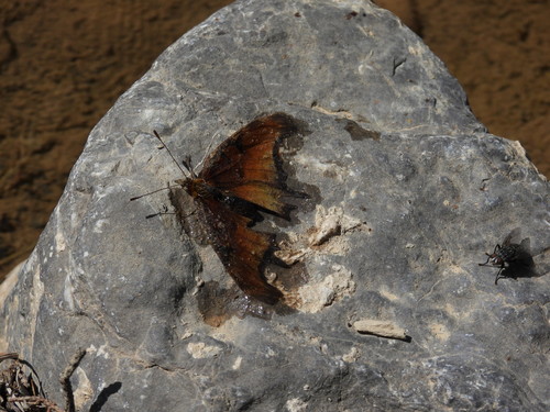 Spotless Anglewing