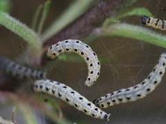 Yponomeuta malinellus