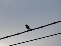 Phoenicurus phoenicurus