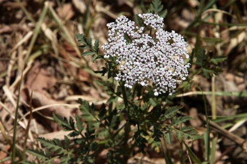 Daucus insularis image