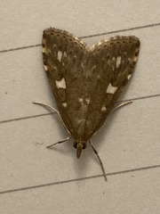 Udea olivalis