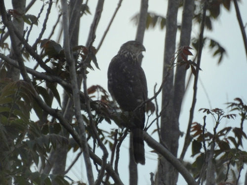 photo of Cooper's Hawk (Accipiter cooperii)