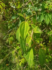 Miconia melanodesma