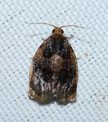Archips infumatana