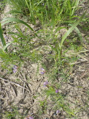 Astragalus arenarius