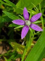 Campanula floridana