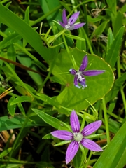 Campanula floridana