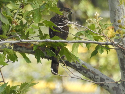 photo of Cooper's Hawk (Accipiter cooperii)