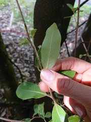 Pittosporum ralphii