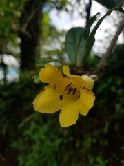 Schultesianthus leucanthus