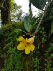 Schultesianthus leucanthus