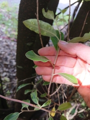 Pittosporum ralphii
