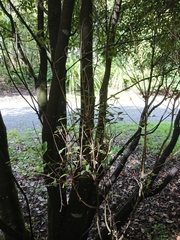 Pittosporum ralphii