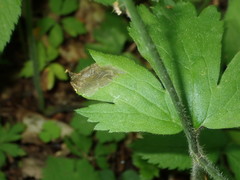 Pseudodineura fuscula