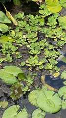 Pistia stratiotes image
