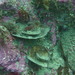 Cymbastela tricalyciformis - Photo (c) Donnacha Ó Súilleabháin, algunos derechos reservados (CC BY-NC), subido por Donnacha Ó Súilleabháin