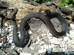Stenorrhina degenhardtii