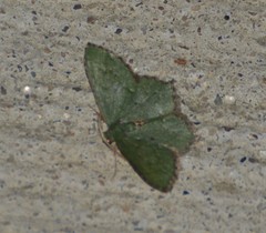 Chloropteryx nordicaria
