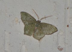 Chloropteryx nordicaria