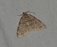 Hammaptera parinotata