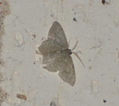 Chloropteryx nordicaria