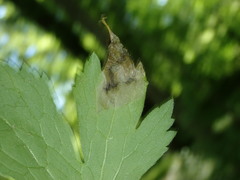 Pseudodineura fuscula