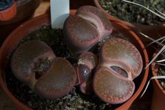 Lithops aucampiae