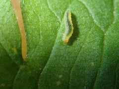 Pseudodineura fuscula