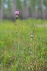 Cirsium lecontei