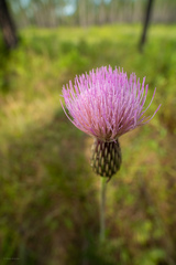 Cirsium lecontei
