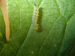 Pseudodineura fuscula