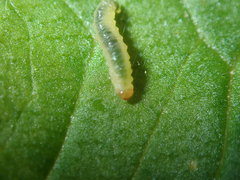 Pseudodineura fuscula