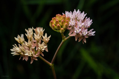 Asclepias rubra