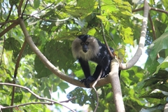 Macaca silenus