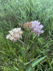 Asclepias rubra