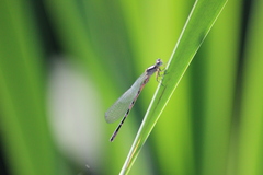 Coenagrion ornatum