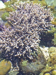 Calliarthron tuberculosum