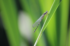 Coenagrion ornatum