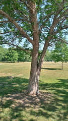 Fraxinus quadrangulata
