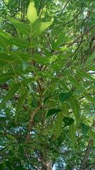 Fraxinus quadrangulata