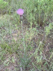 Cirsium lecontei