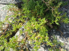Salsola komarovii