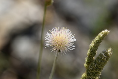 Tyrimnus leucographus